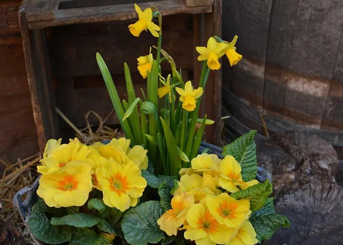 Bed & Breakfast Chez Cecile Chez Le Vigneron Colmar